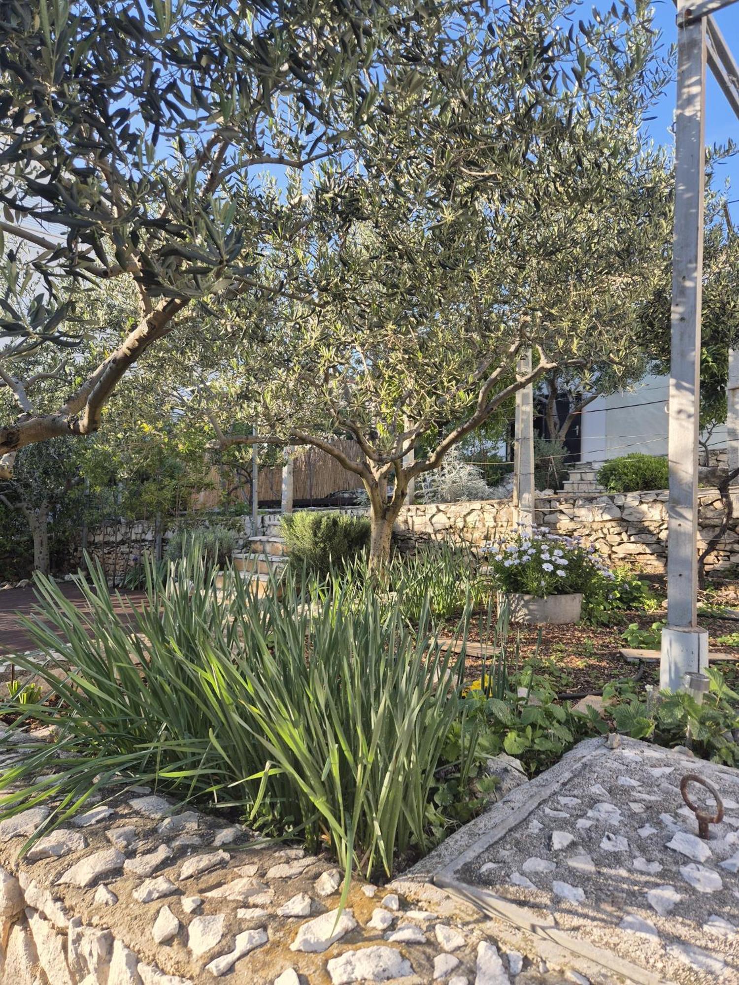 Villa Apartments Oliva Seget Vranjica Exterior photo